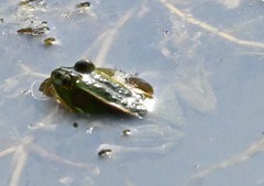 Pelophylax plancyi