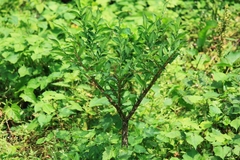 Amorphophallus kiusianus