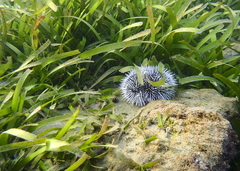 Tripneustes ventricosus