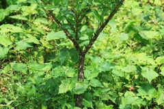 Amorphophallus kiusianus