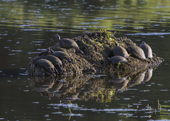 Trachemys stejnegeri