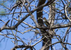 Myiarchus antillarum
