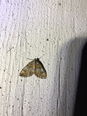 Dysstroma hersiliata