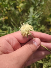 Scabiosa ochroleuca