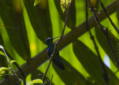 Anthracothorax viridis