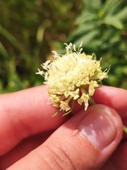 Scabiosa ochroleuca