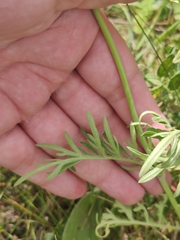 Scabiosa ochroleuca