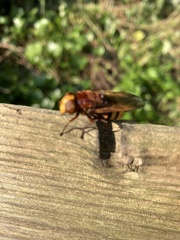 Volucella zonaria
