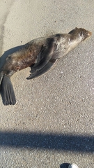 Arctocephalus australis