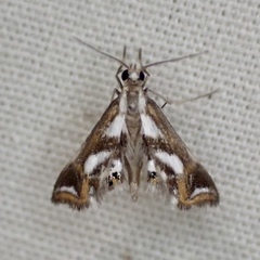 Chrysendeton imitabilis