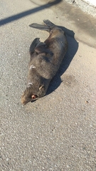 Arctocephalus australis