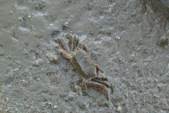 Macrophthalmidae