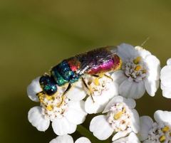 Chrysis scutellaris