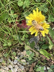 Apis mellifera