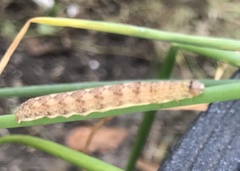 Noctua fimbriata