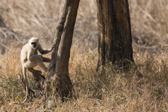 Semnopithecus schistaceus