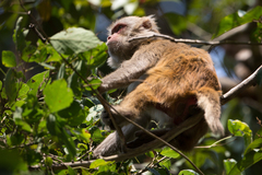 Macaca mulatta