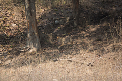 Canis aureus indicus