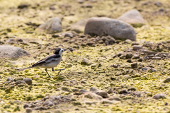Motacilla alba
