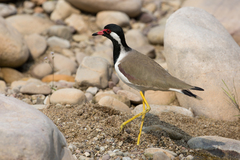 Vanellus indicus