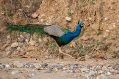 Pavo cristatus