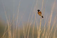 Saxicola maurus
