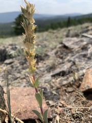 Penstemon cyathophorus