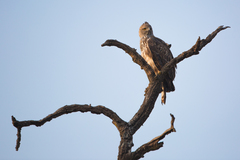 Nisaetus cirrhatus