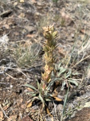 Penstemon cyathophorus