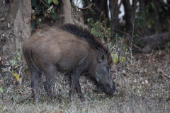 Sus scrofa cristatus