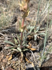 Penstemon cyathophorus