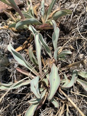 Penstemon cyathophorus