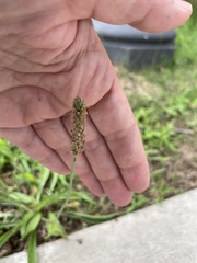 Plantago lanceolata