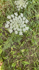 Daucus carota