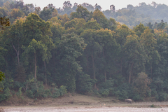 Elephas maximus indicus
