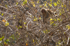 Macaca mulatta