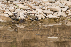 Pycnonotus leucogenys