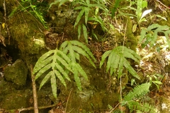 Microsorum membranifolium