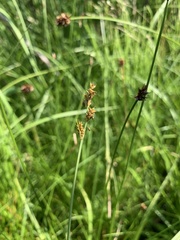 Carex praeceptorum