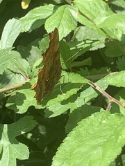 Polygonia c-album