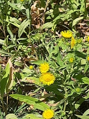 Pentanema britannica