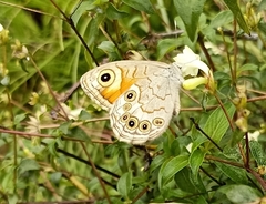 Lasiommata schakra