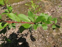 Populus suaveolens