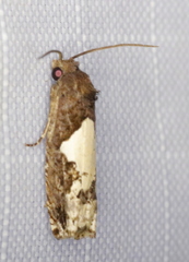 Epiblema dorsisuffusana