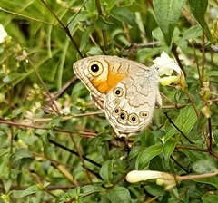 Lasiommata schakra