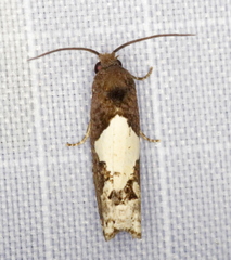 Epiblema dorsisuffusana