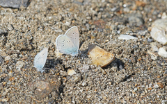 Cyaniris semiargus