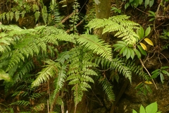 Asplenium laserpitiifolium