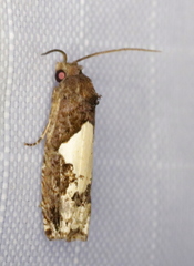Epiblema dorsisuffusana