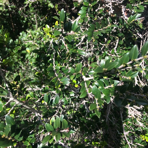 Diospyros natalensis
